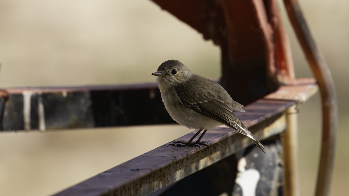 Red-breasted Flycatcher - ML611996015