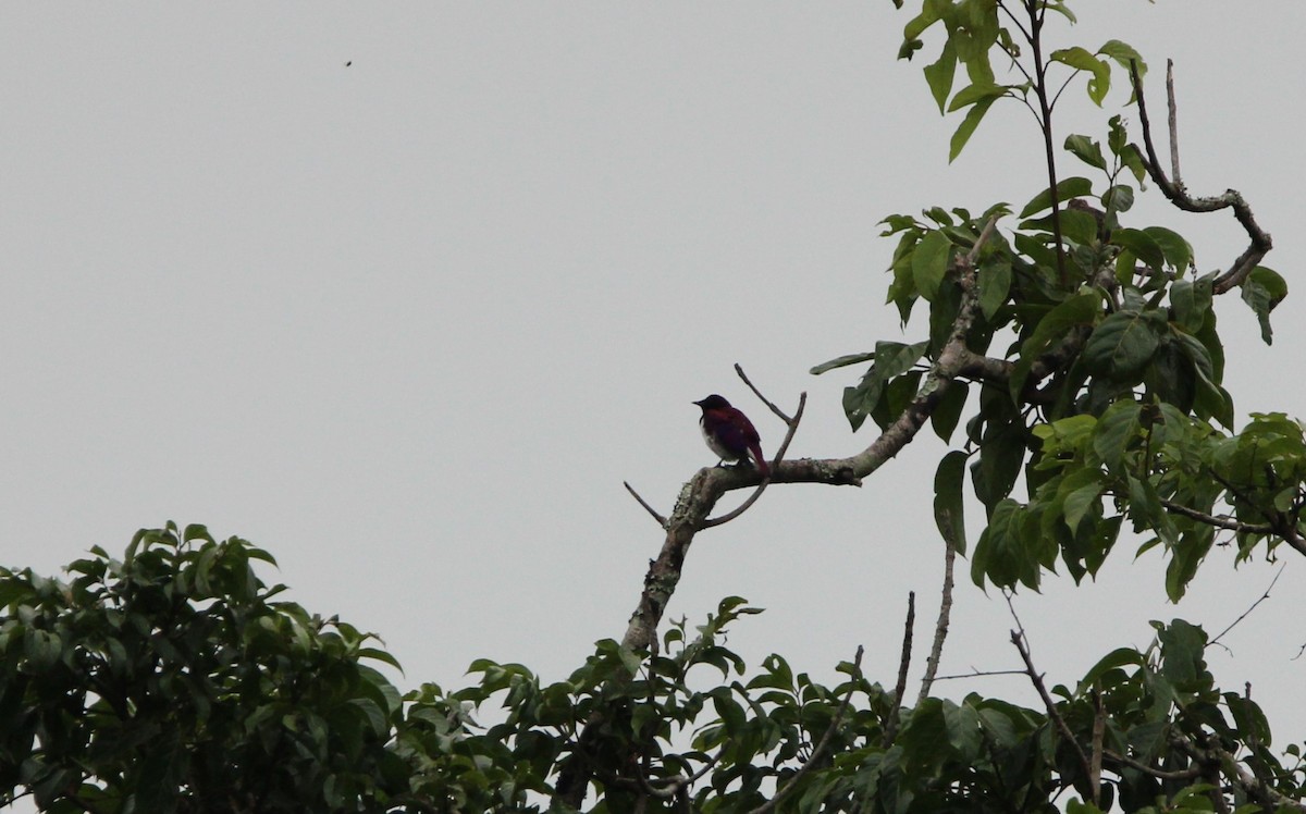 Violet-backed Starling - ML611996055