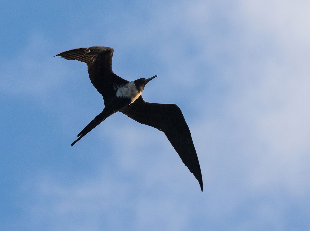 Lesser Frigatebird - ML611996109