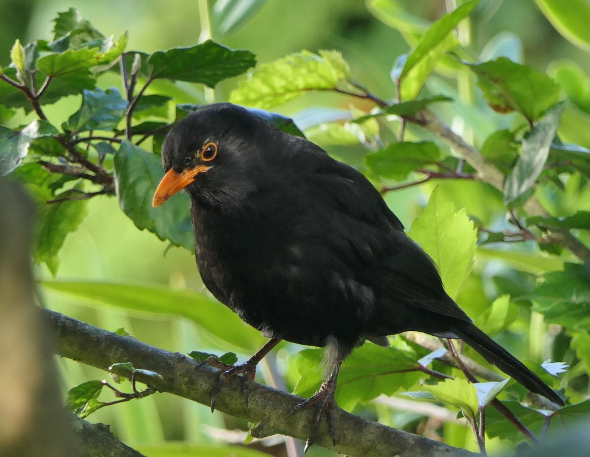 Eurasian Blackbird - ML611996167