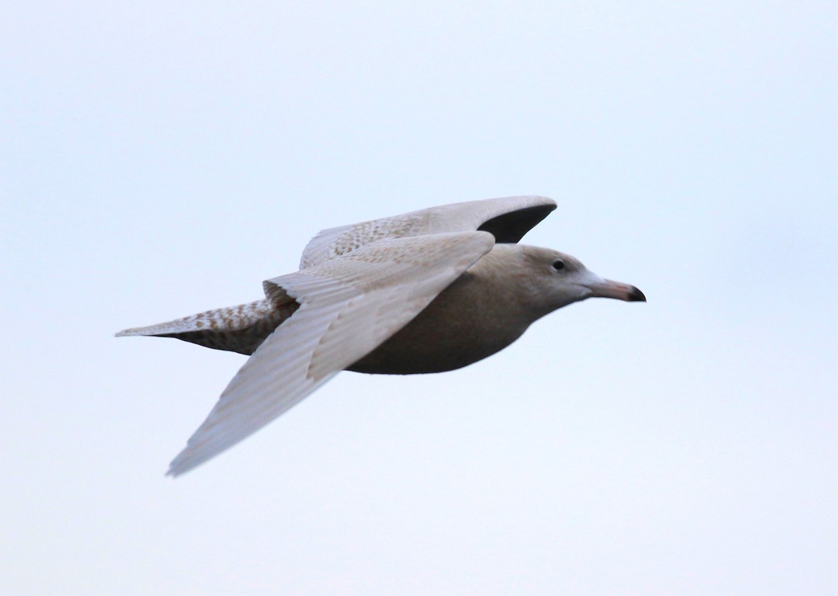 Glaucous Gull - ML611996194