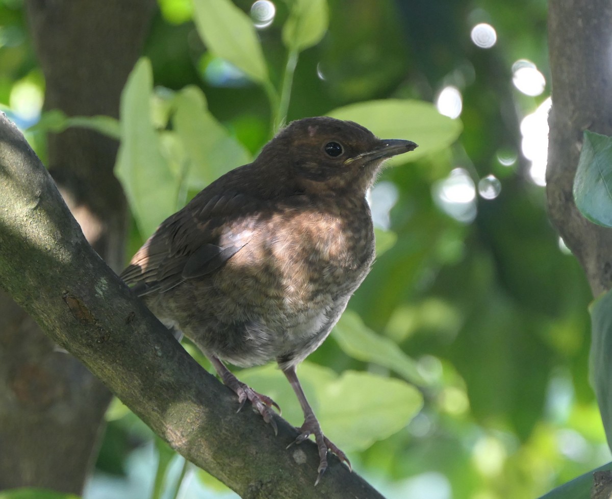 Eurasian Blackbird - ML611996228