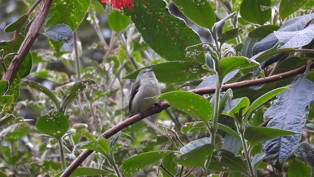 Nilgiri Flowerpecker - ML611996288