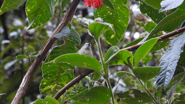 Nilgiri Flowerpecker - ML611996289