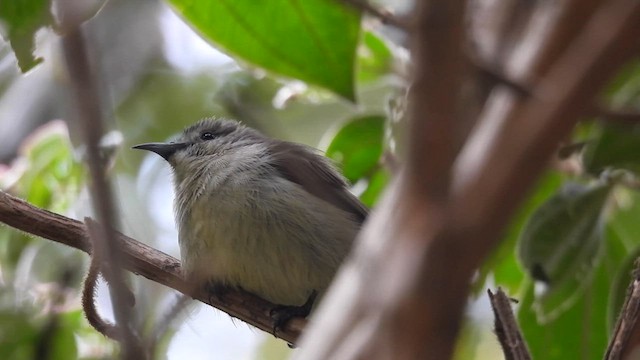 Nilgiri Flowerpecker - ML611996290