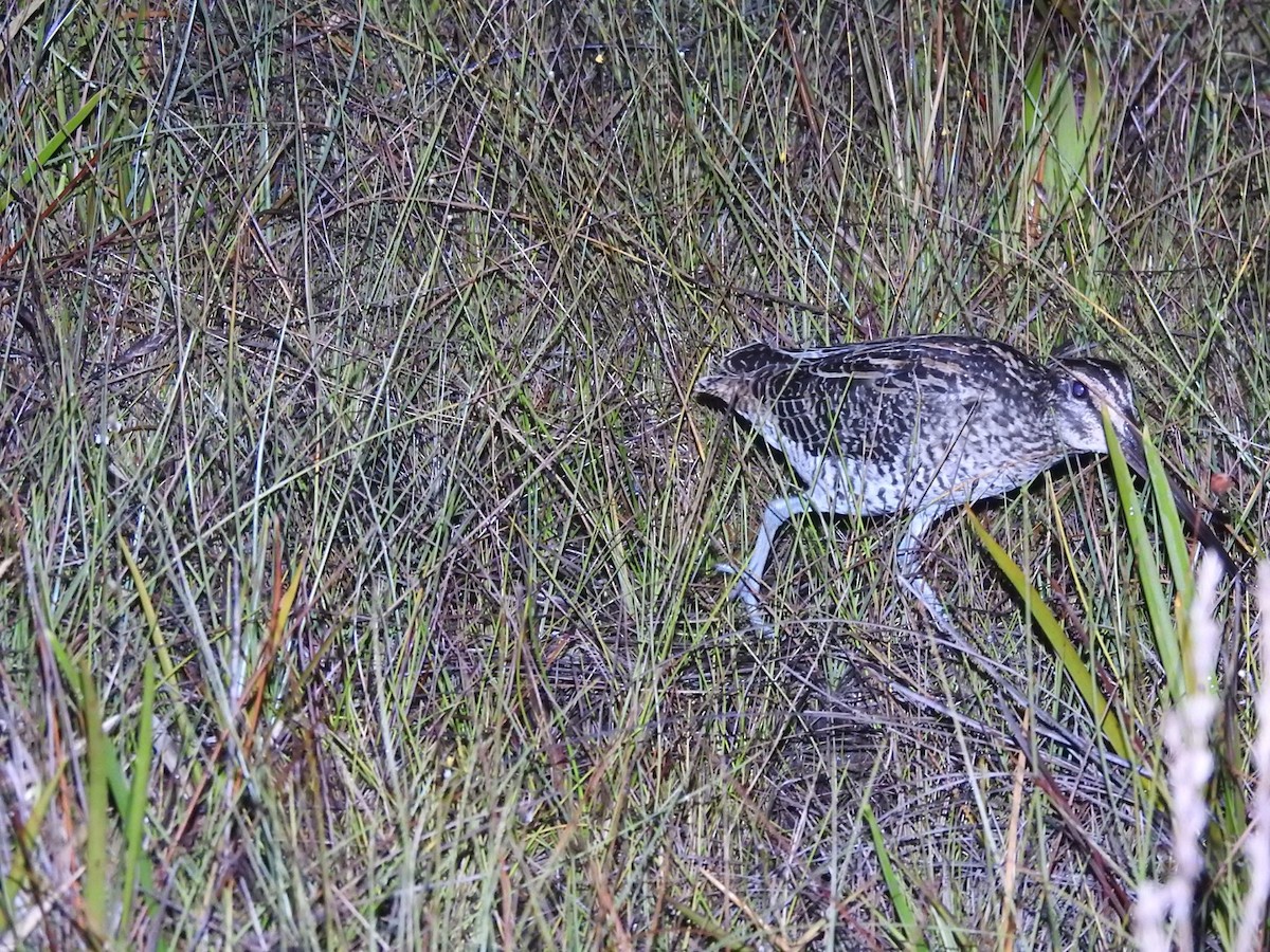 Giant Snipe - Josué Peña - Jota Travels - Birding Tour