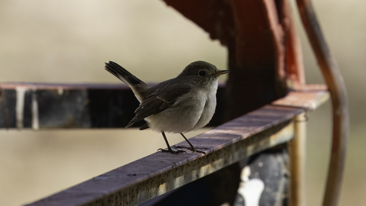 Red-breasted Flycatcher - Markus Craig