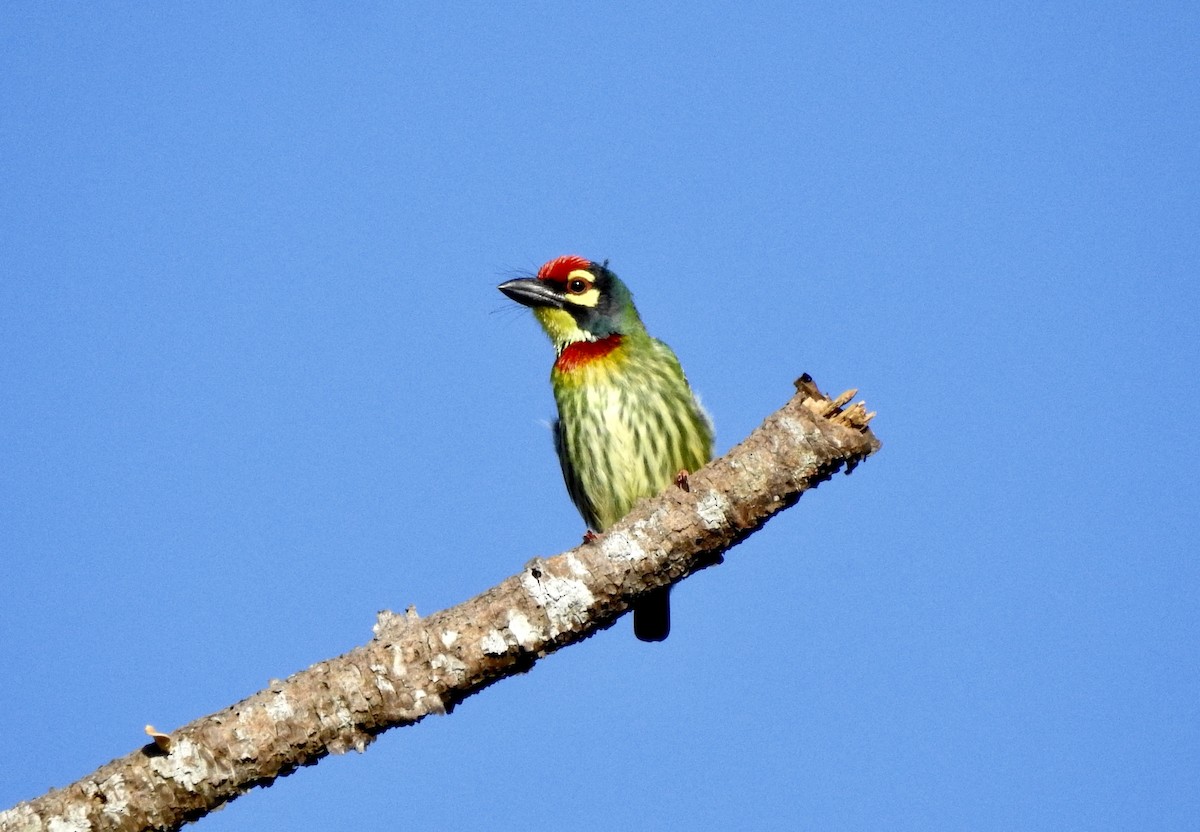 Al Göğüslü Barbet - ML611996456