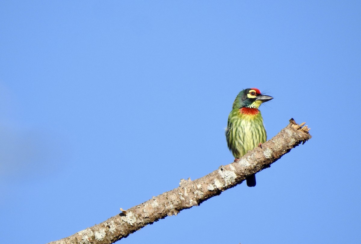 Al Göğüslü Barbet - ML611996457