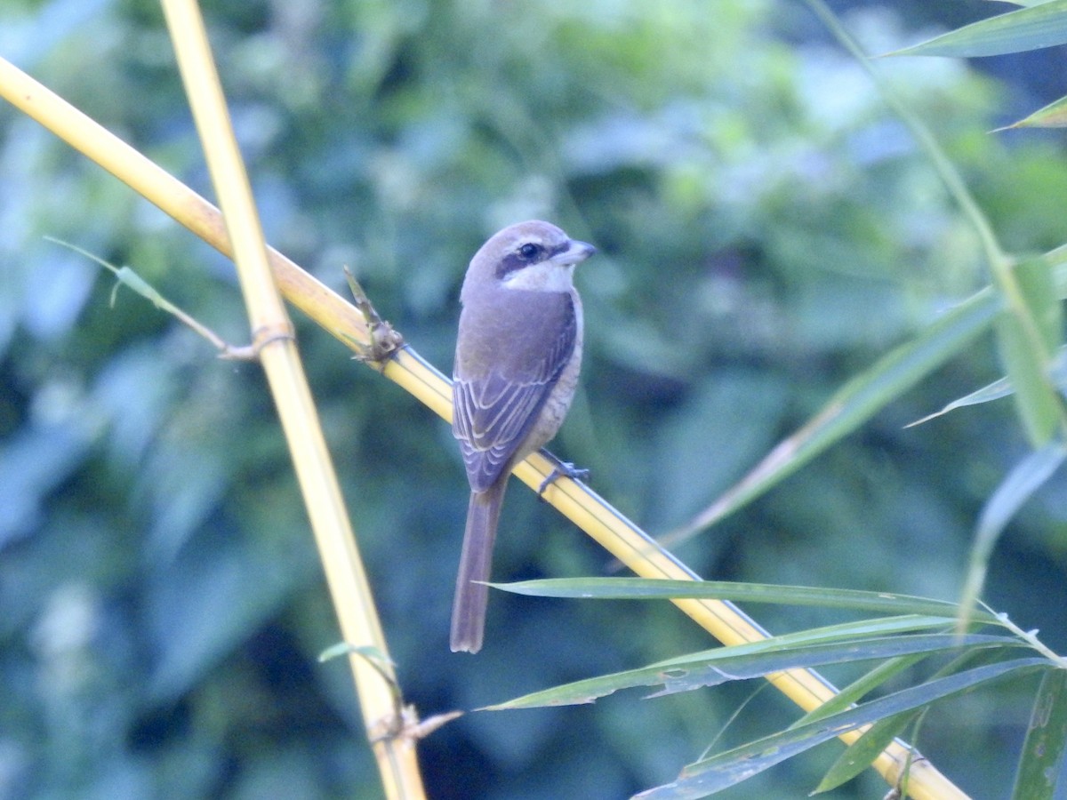 Brown Shrike - Noam Markus