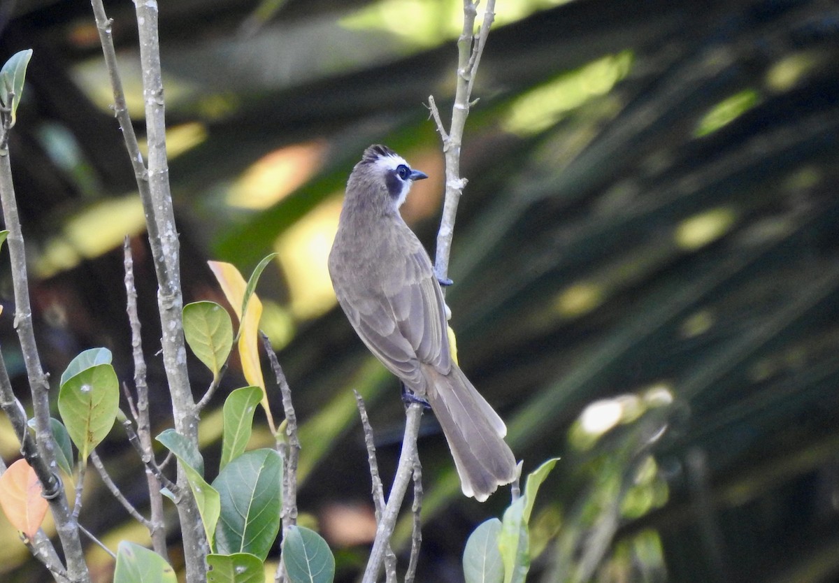 Yellow-vented Bulbul - ML611996461