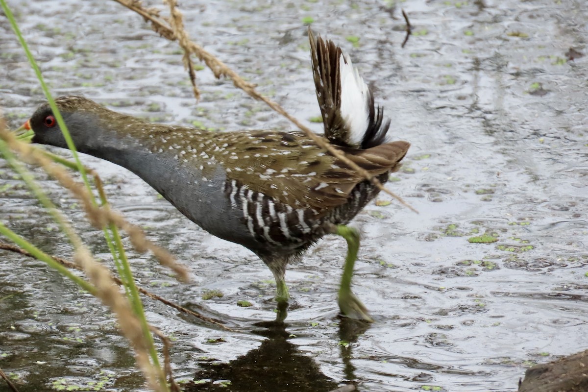 Australian Crake - ML611996483