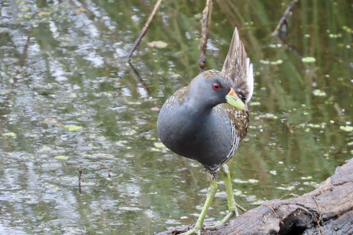 Australian Crake - ML611996484