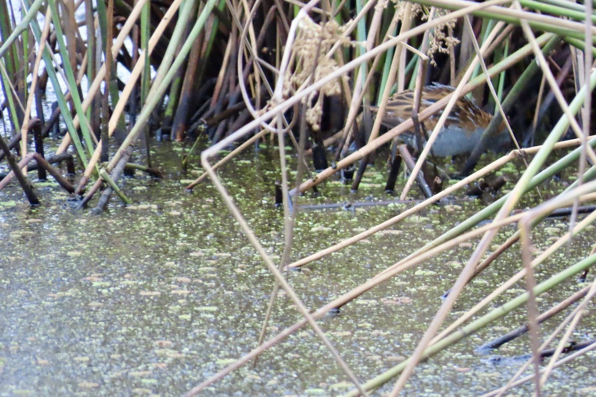 Baillon's Crake - Ian & Gill