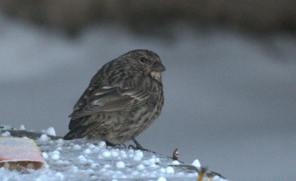 Himalayan Beautiful Rosefinch - ML611996578