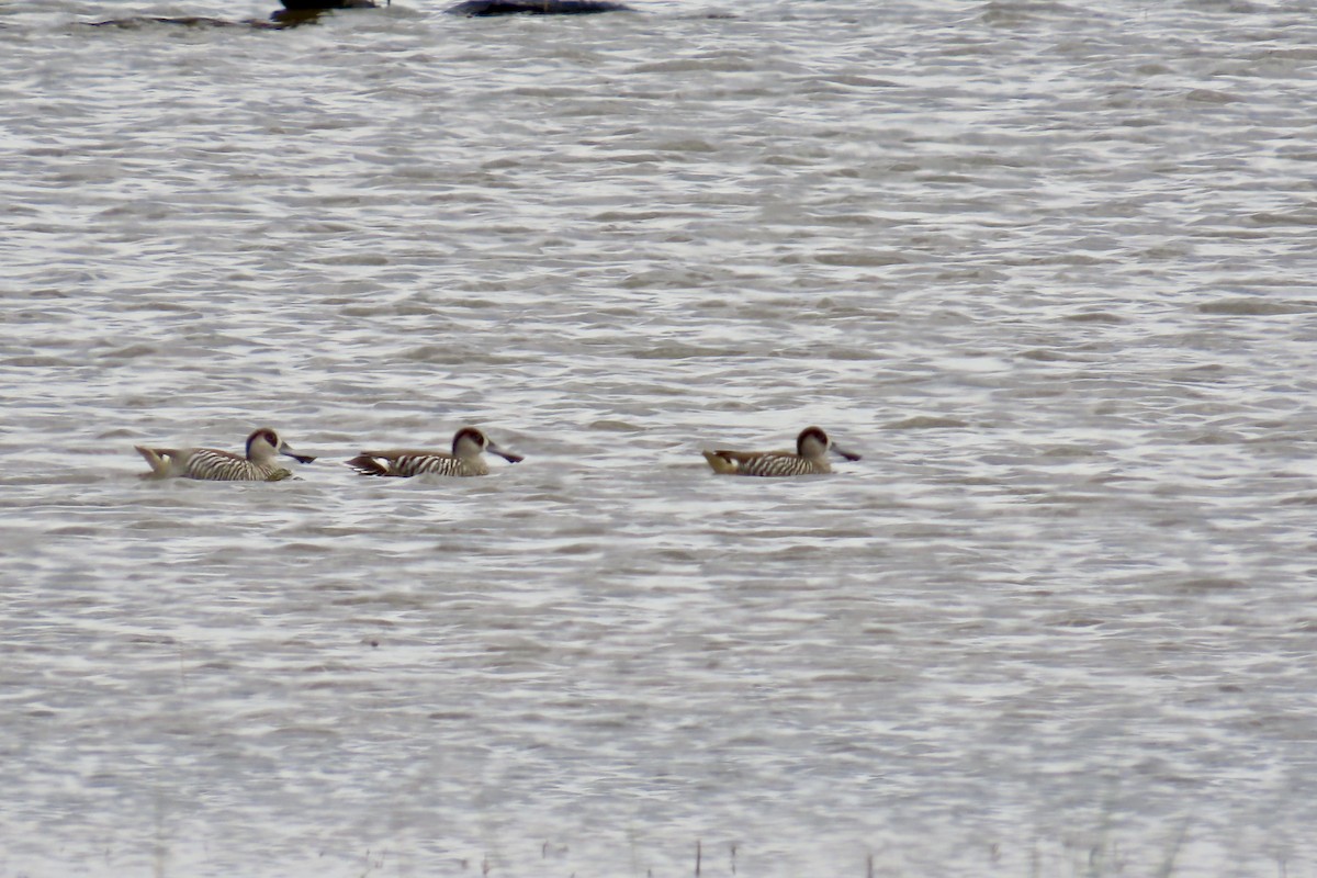 Pink-eared Duck - ML611996672