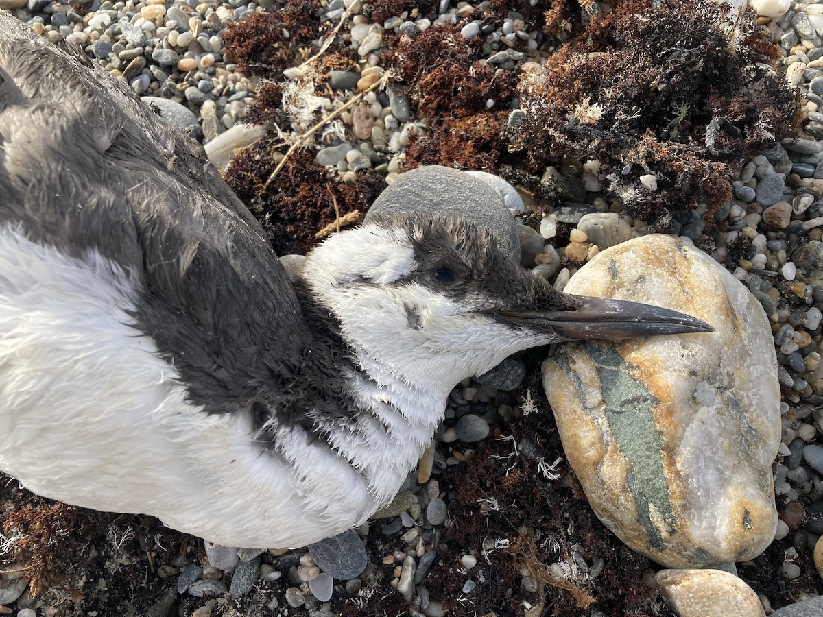 Common Murre - ML611996727