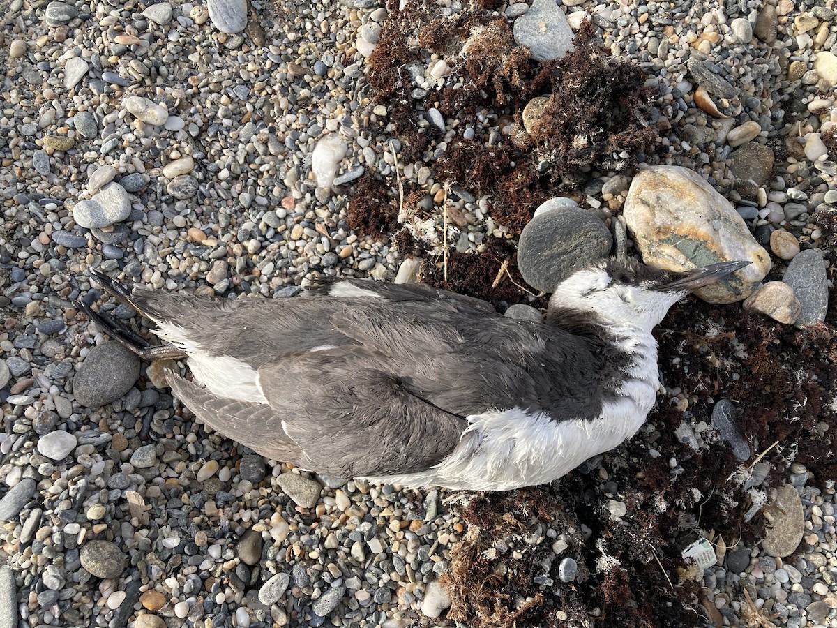 Common Murre - ML611996729