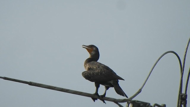 Great Cormorant - ML611996732