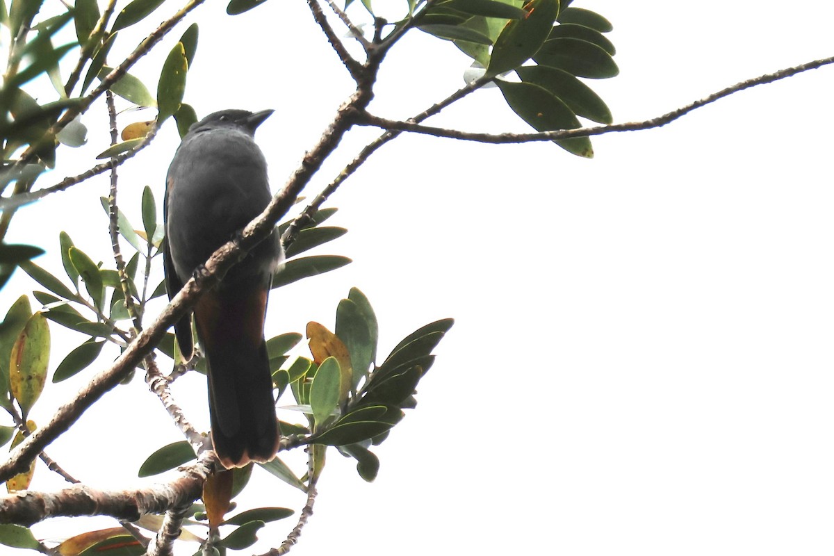 New Caledonian Cuckooshrike - ML611996756