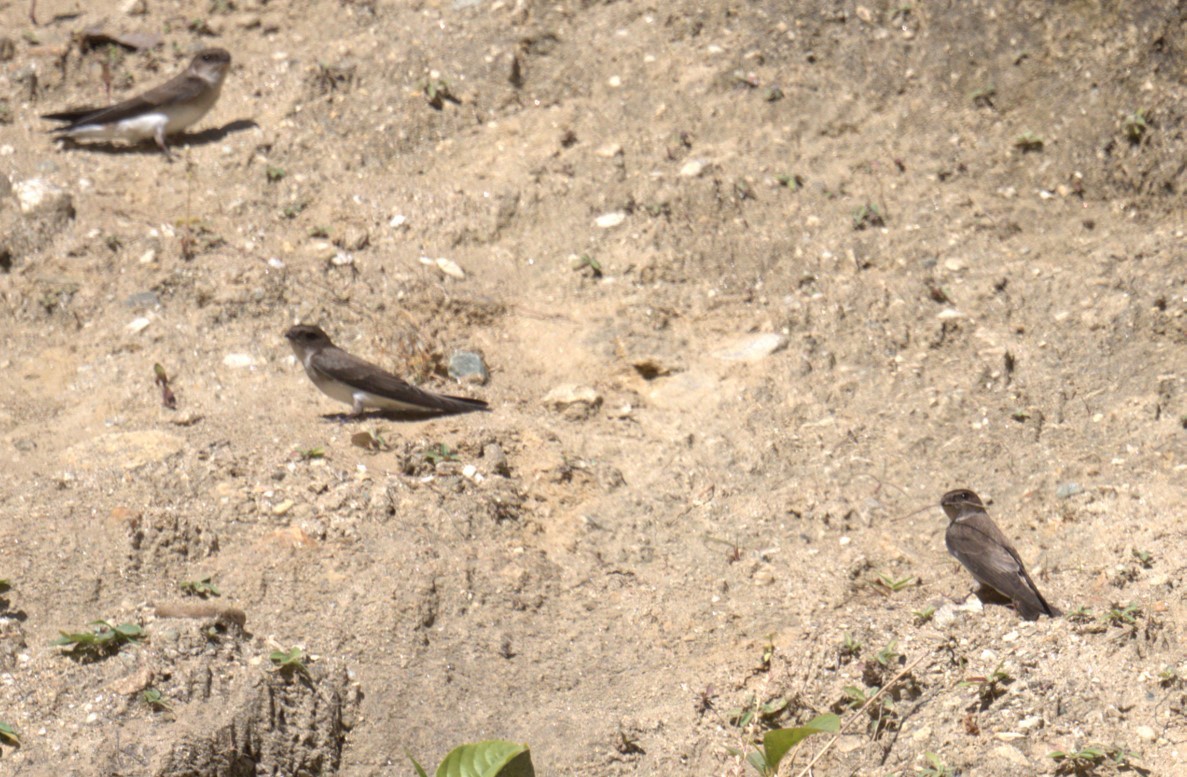 Gray-throated Martin - ML611996773