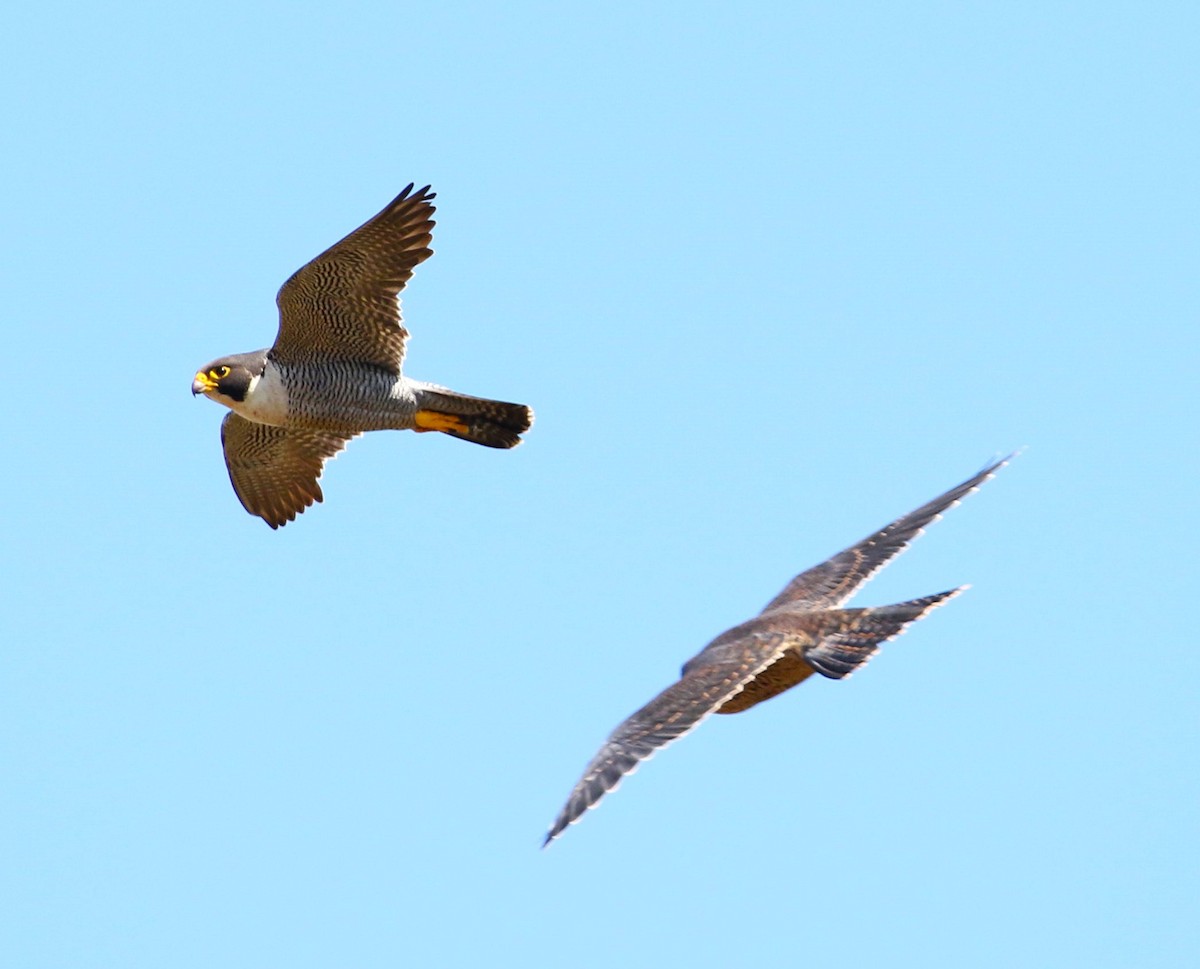 Peregrine Falcon - ML611996794