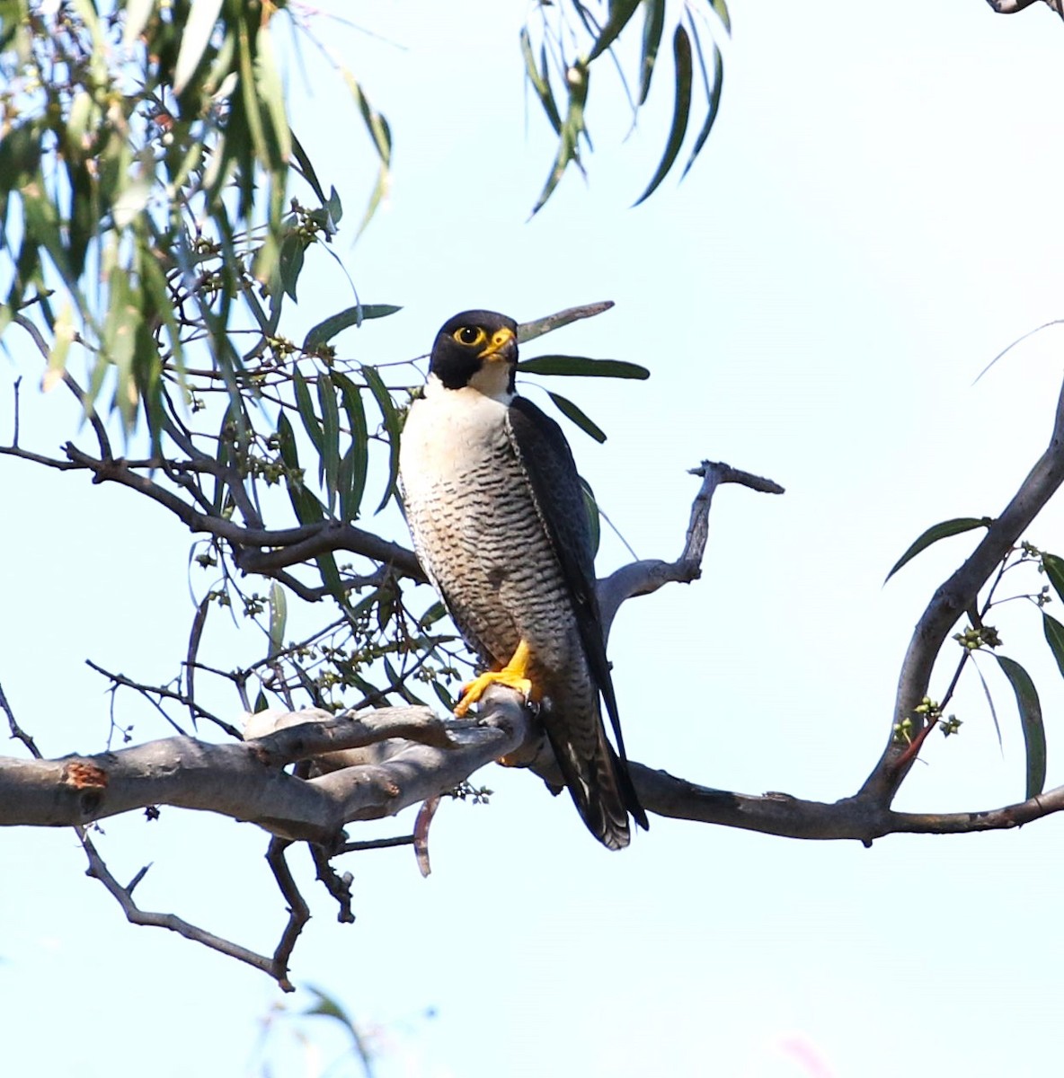 Halcón Peregrino - ML611996796