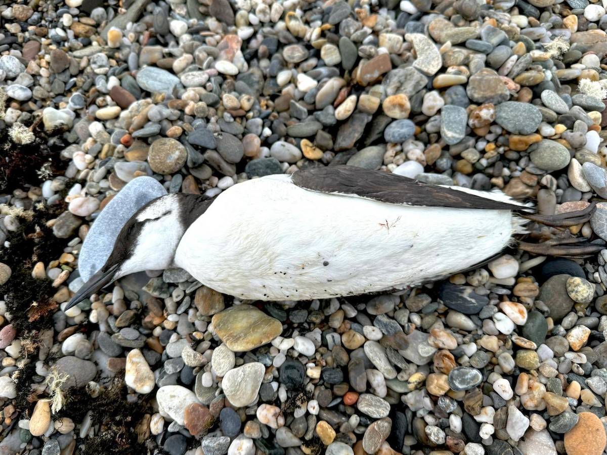 Common Murre - RNC Charca de Suárez