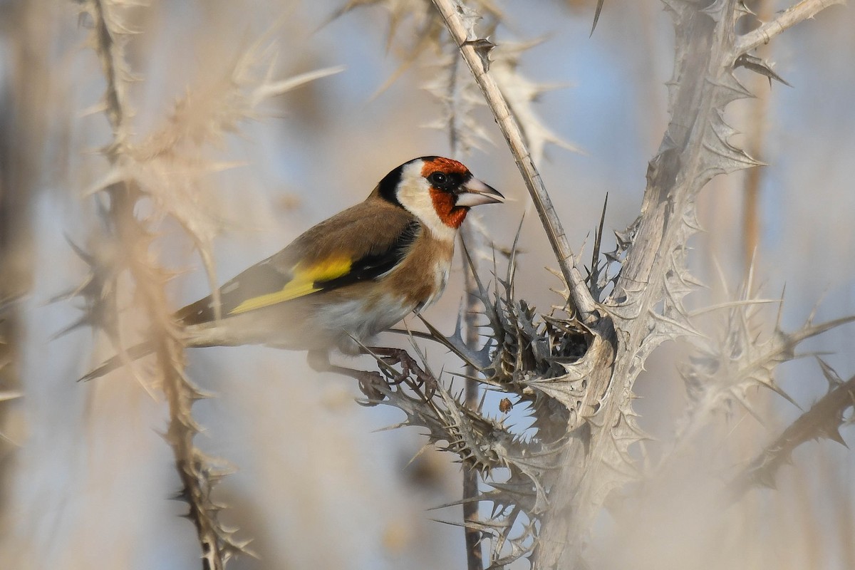 European Goldfinch - ML611996849