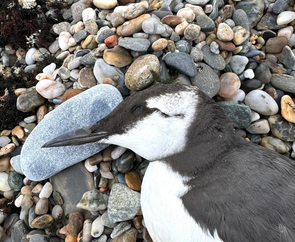 Common Murre - RNC Charca de Suárez