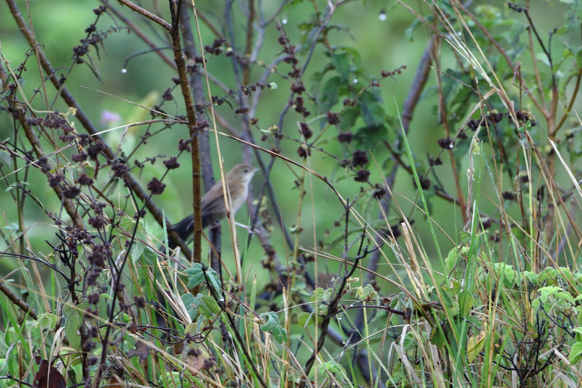 Fan-tailed Grassbird - ML611996876