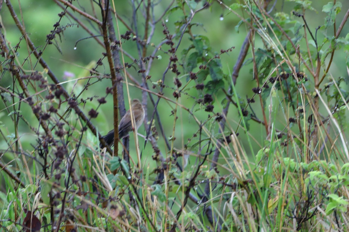 Fan-tailed Grassbird - ML611996877