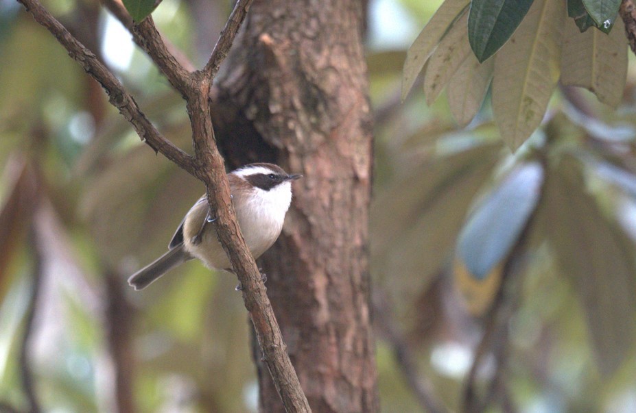 White-browed Fulvetta - Avadhesh Malik