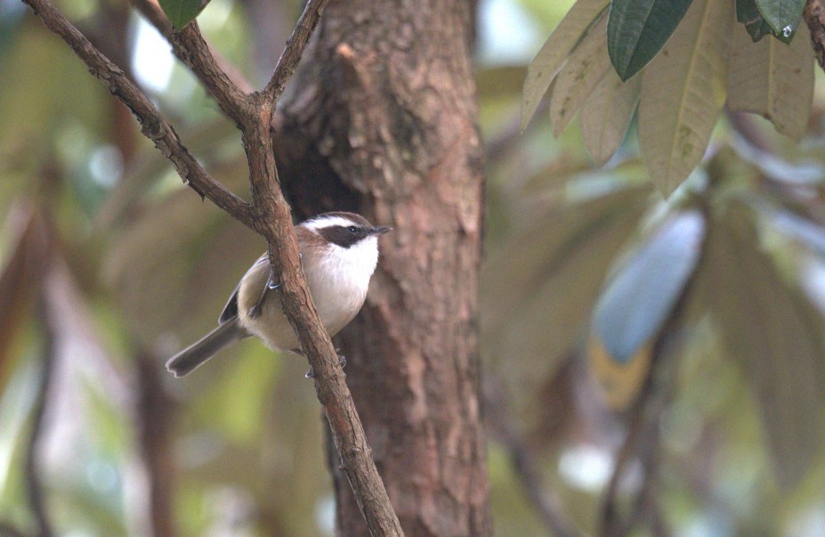 White-browed Fulvetta - ML611996933