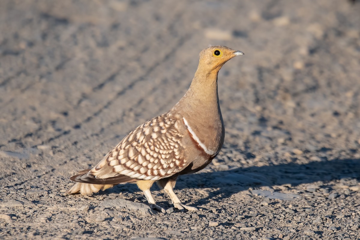 Namaqua Sandgrouse - ML611996978