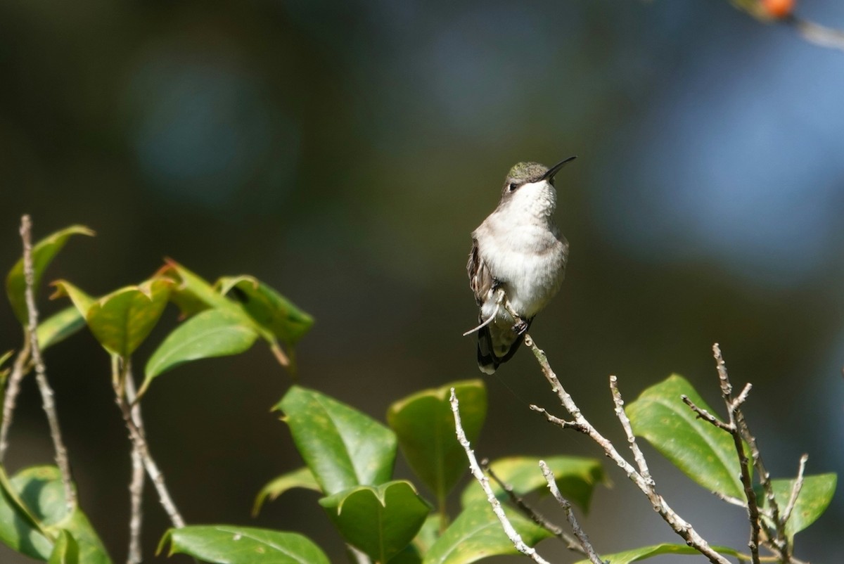 Ruby-throated Hummingbird - ML611996979