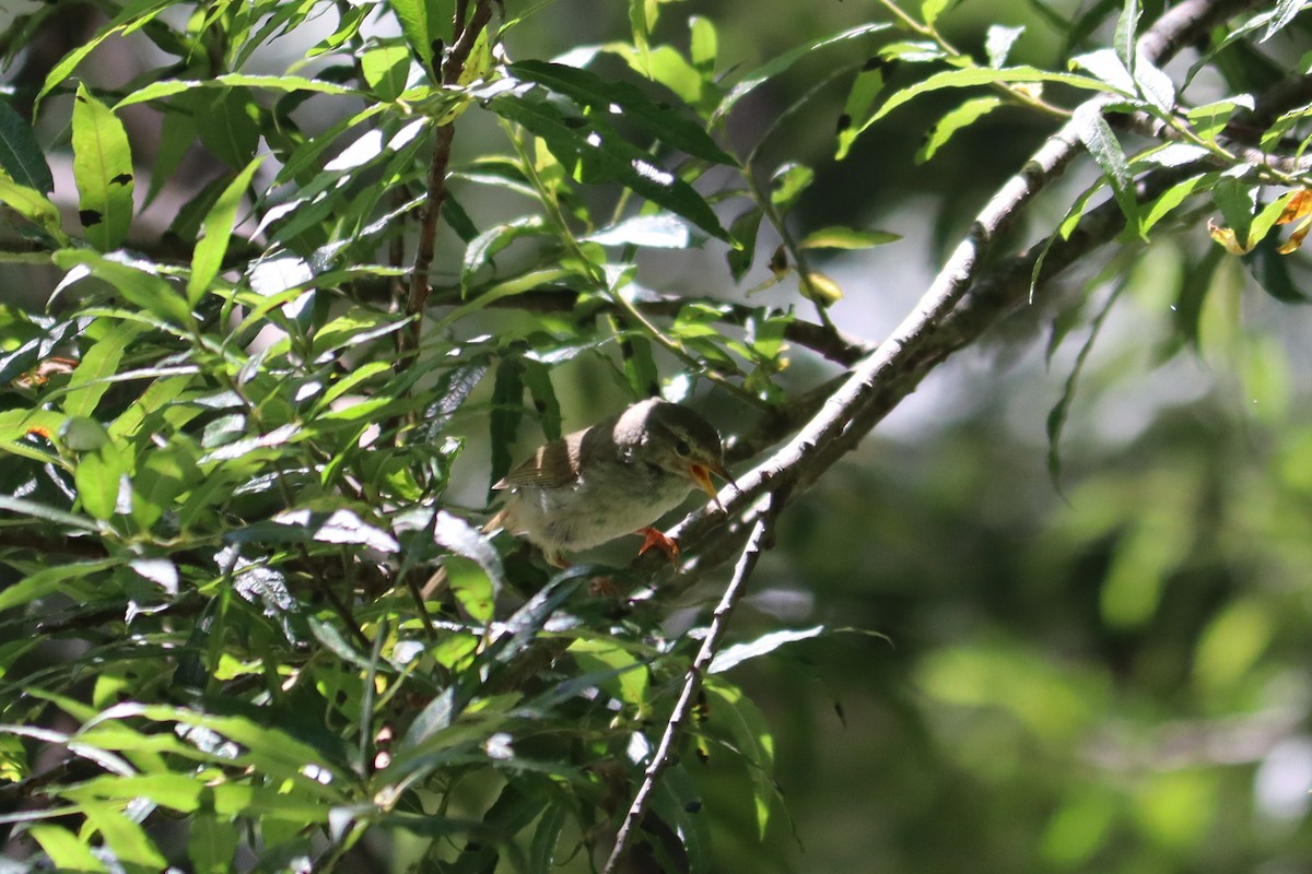 Japanese Bush Warbler - ML611997001