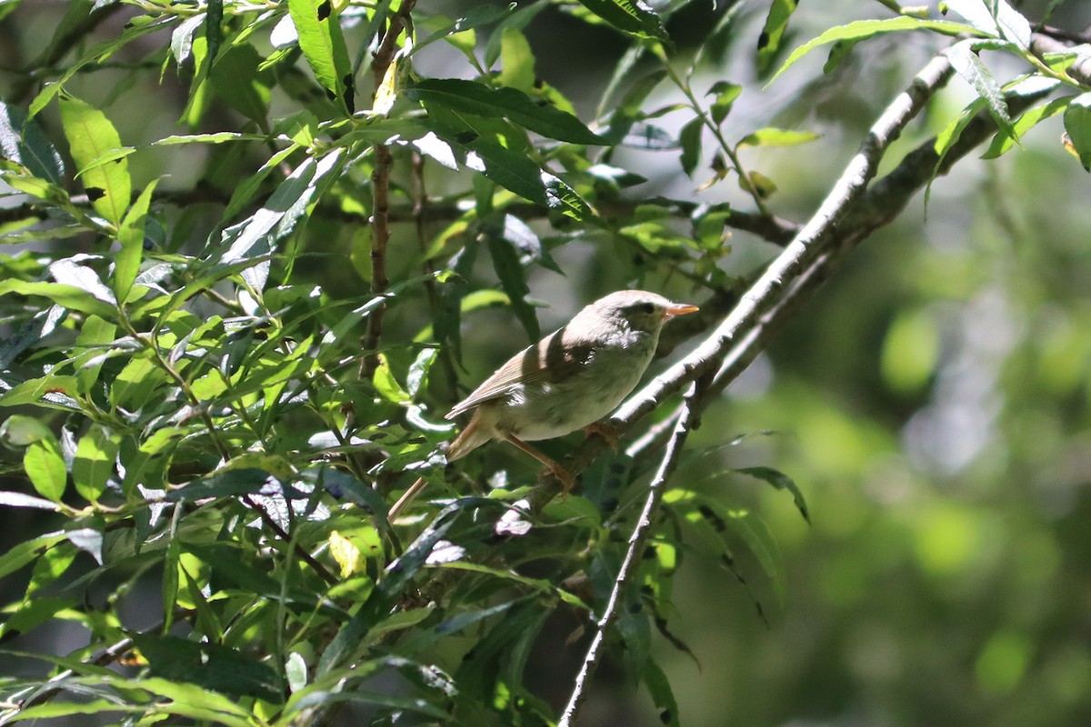 Japanese Bush Warbler - ML611997003