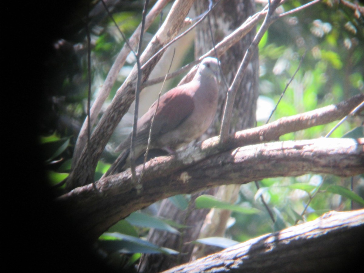 Pigeon de Madagascar - ML611997010