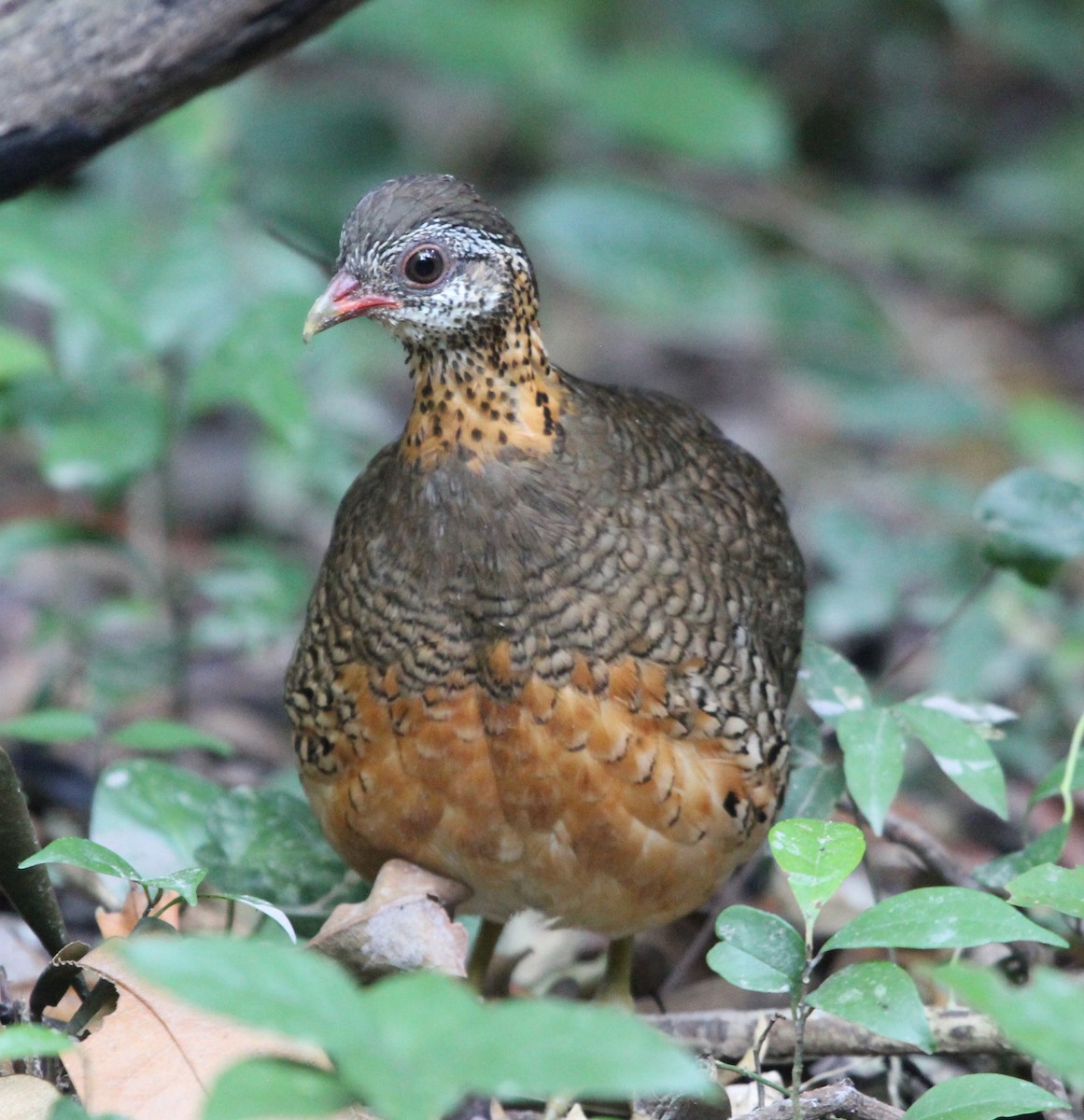 Scaly-breasted Partridge - ML611997103