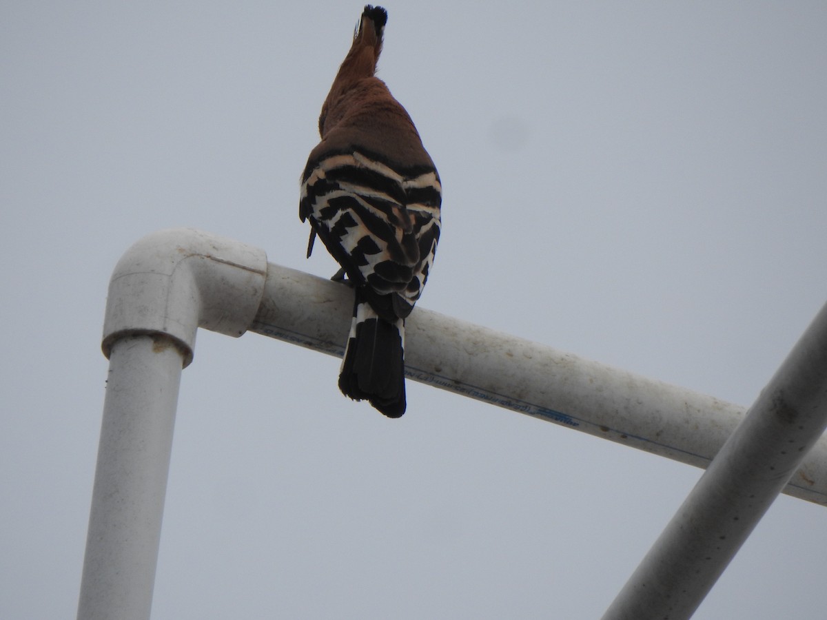 Eurasian Hoopoe - Arulvelan Thillainayagam