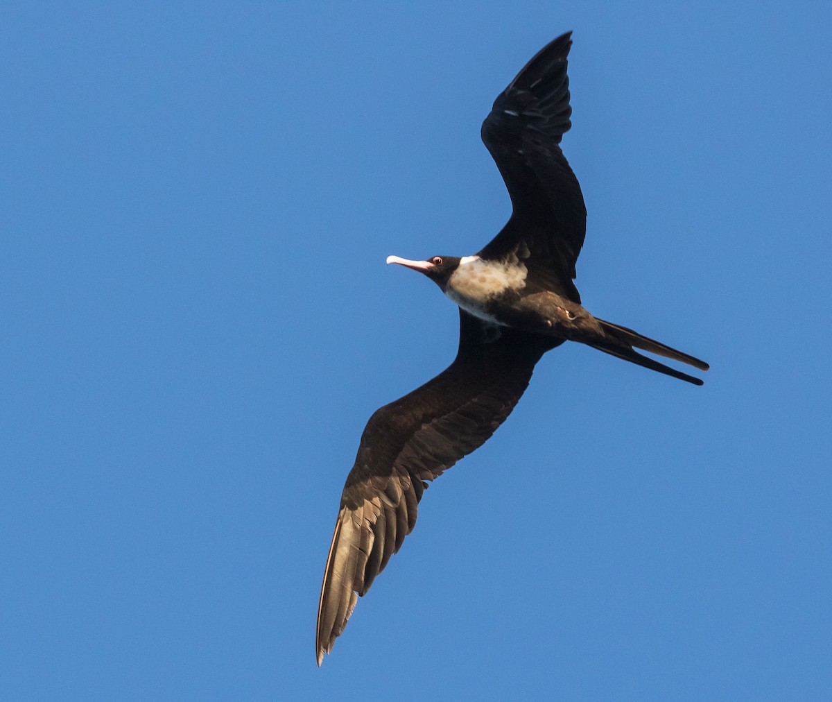 Lesser Frigatebird - ML611997201