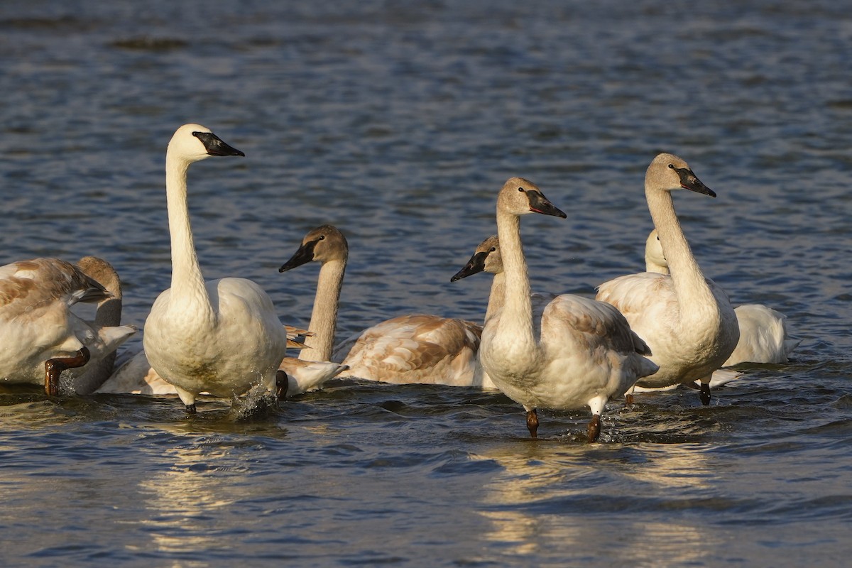 Trumpeter Swan - ML611997215