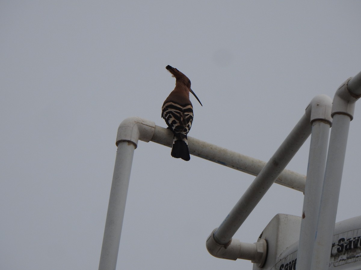 Eurasian Hoopoe - Arulvelan Thillainayagam