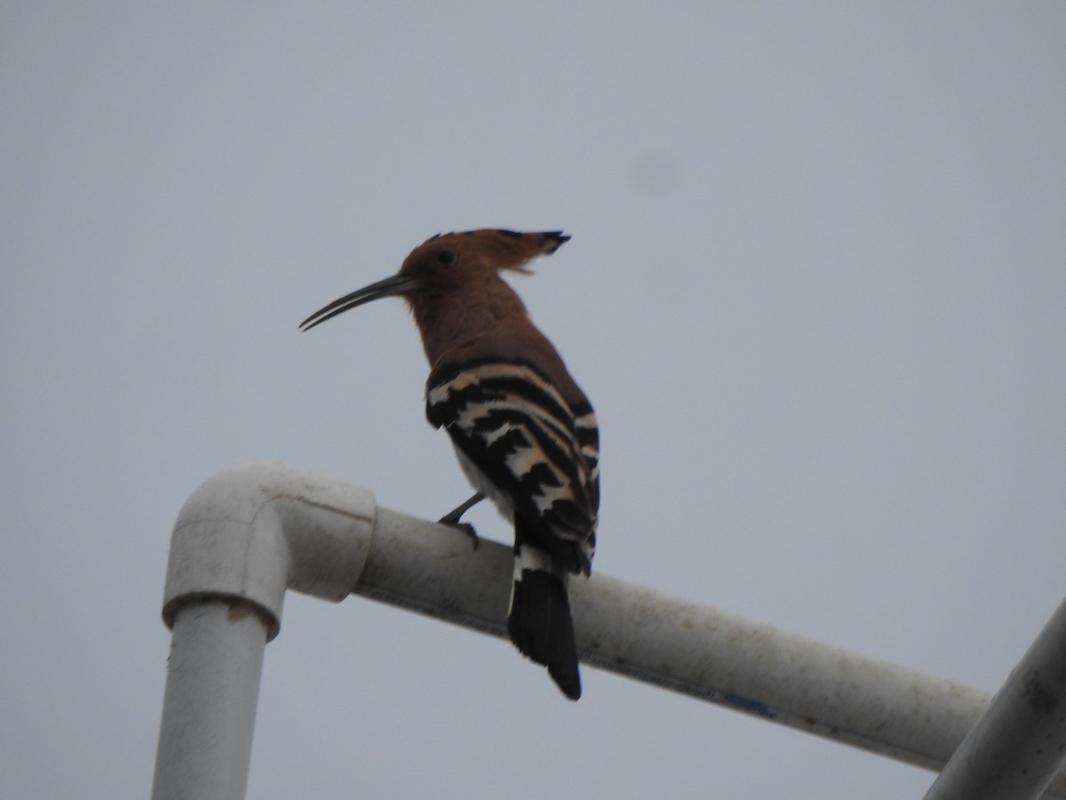 Eurasian Hoopoe - Arulvelan Thillainayagam