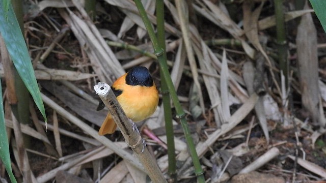 Gobemouche orange et noir - ML611997322