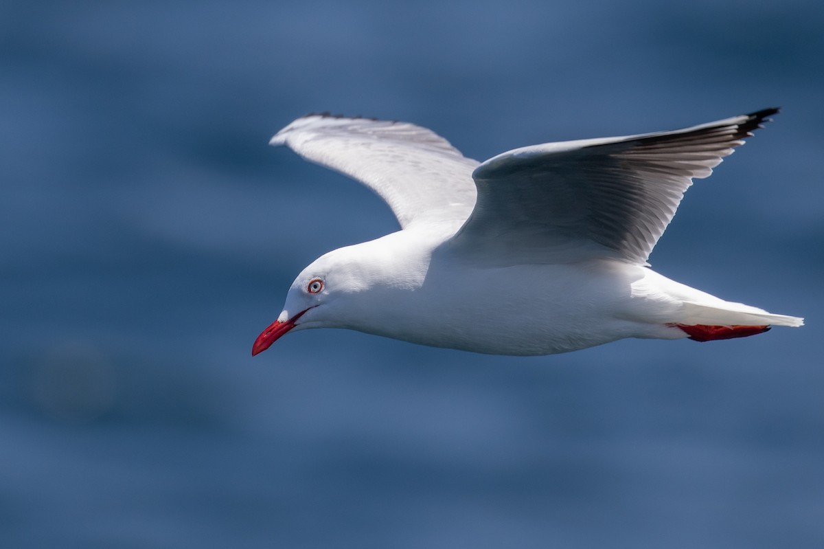 Mouette argentée (novaehollandiae/forsteri) - ML611997407