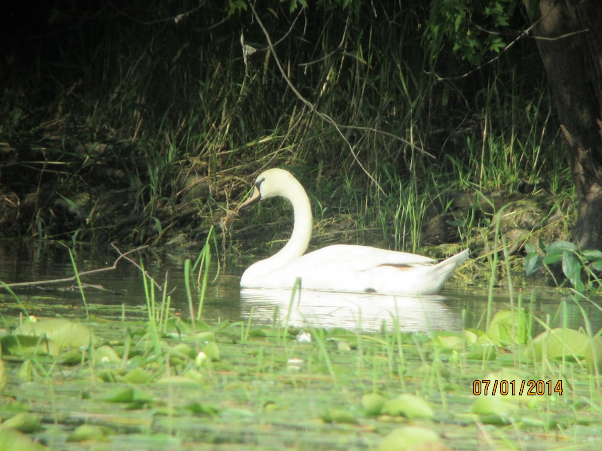 Mute Swan - Jim Mead