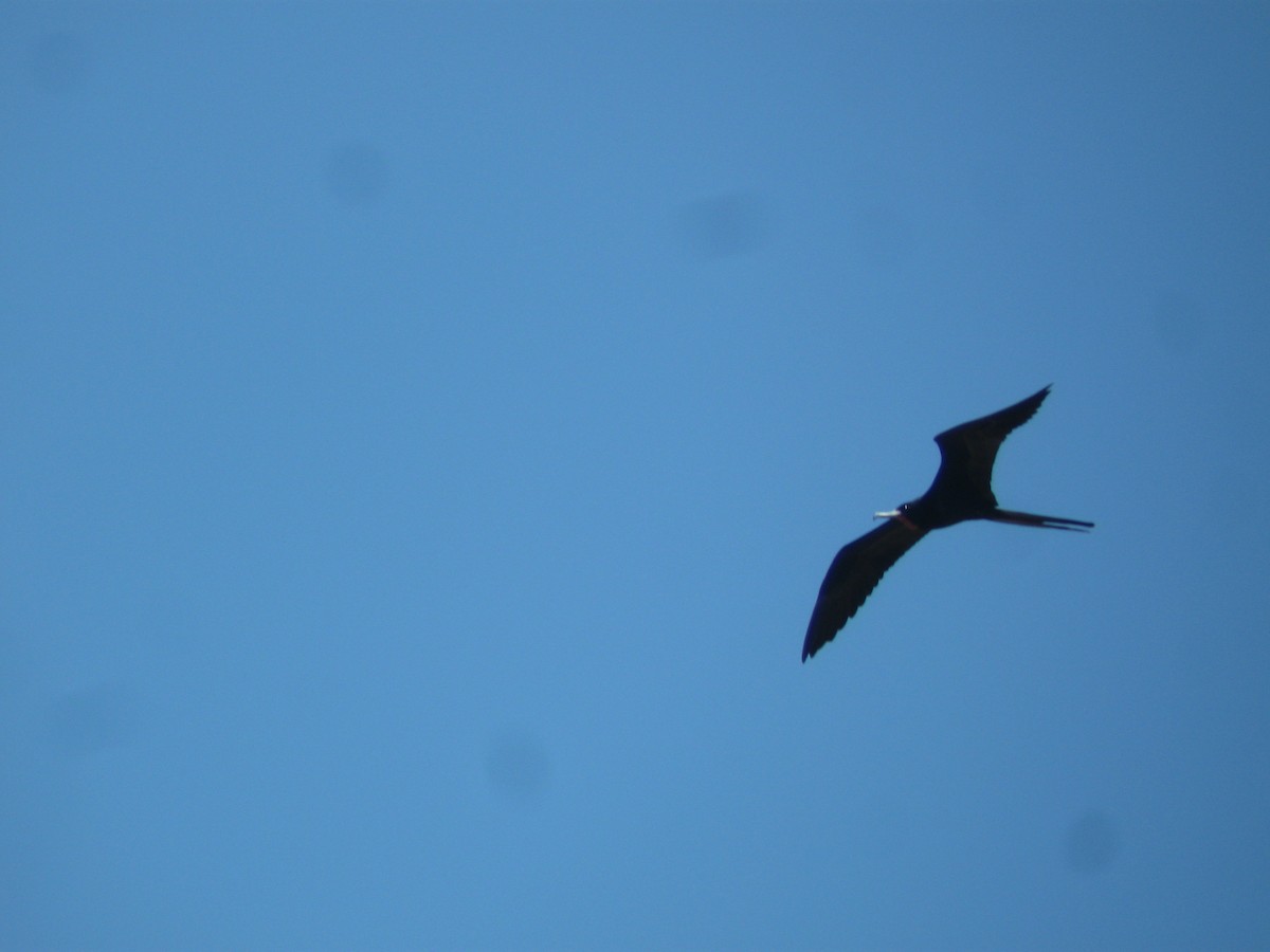 Magnificent Frigatebird - ML611997454