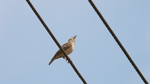 Malabar Lark - ML611997469